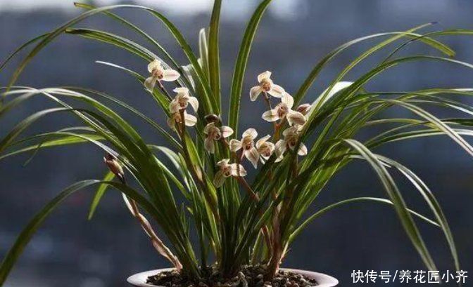 养兰花要学会“观察”，发现叶片上的5个“求救信号”，及时施救