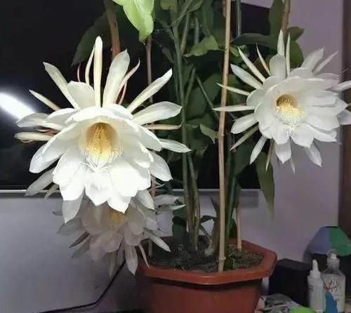  植物|学会制作、使用水果皮酵素养花，什么植物都能养得特别好