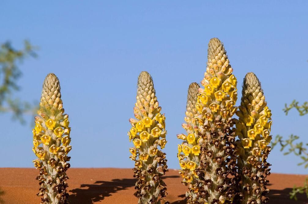 孙思邈写下的3味草药,治腰酸肾冷,为家人收好