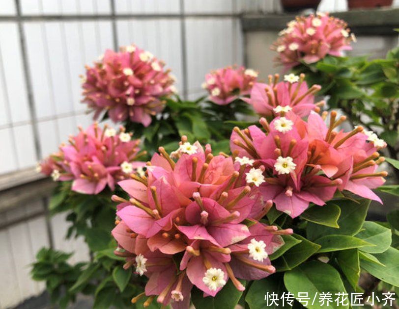 分化|三角梅开花诀窍，学会“二选三足”，只要温度不低，就能全年开花