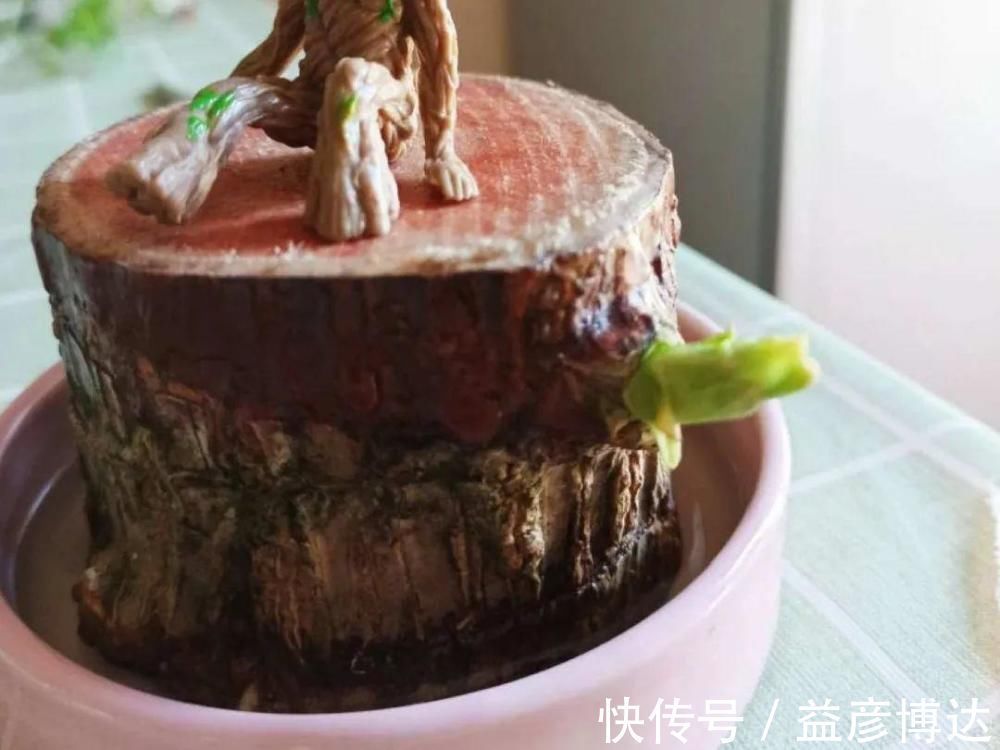 叶子|网上买的小木桩,泡水半个月,臭了还没长芽!