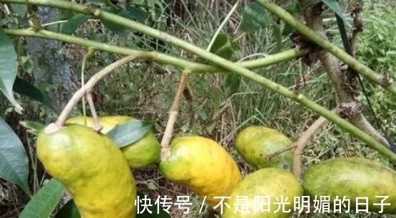常吃|80后农村娃常吃的野果，如今已不允许折枝采摘，有钱也难买到