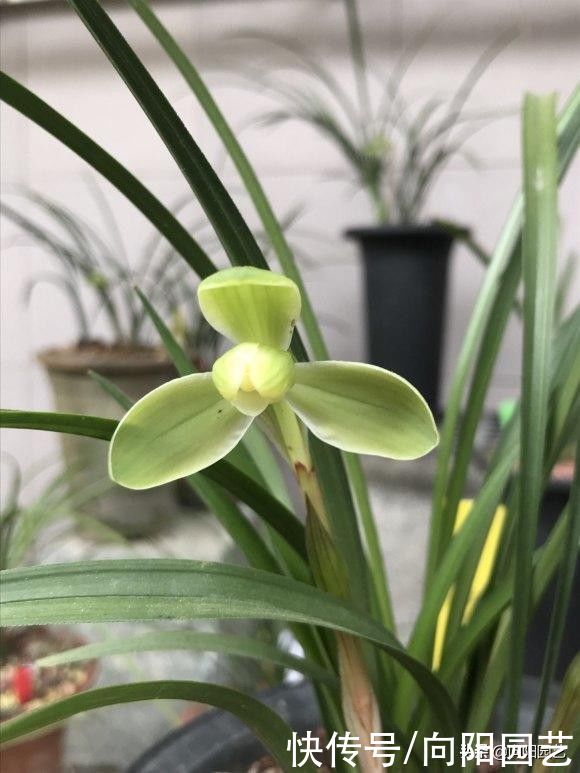 兰草真抗旱，放在老家的兰草，2个月没浇水，叶子依然挺拔