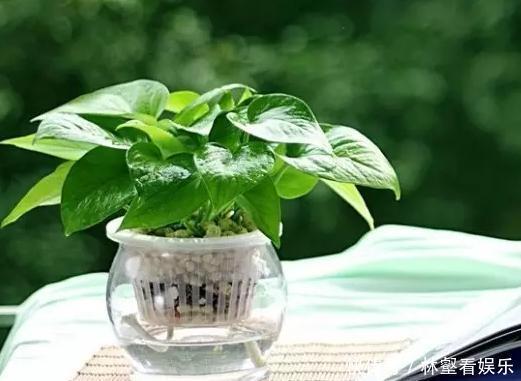 盆栽|绿萝好养生长又快,却不适合放卧室,影响睡眠质量要注意