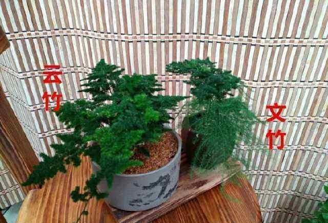 云竹|文竹的孪生兄弟“云竹”,这样区别养护,别受骗了