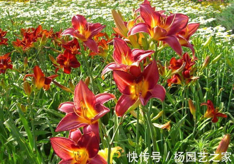 花海|6种优质低价的漂亮花，好养好看开出花海，有效降低养花成本