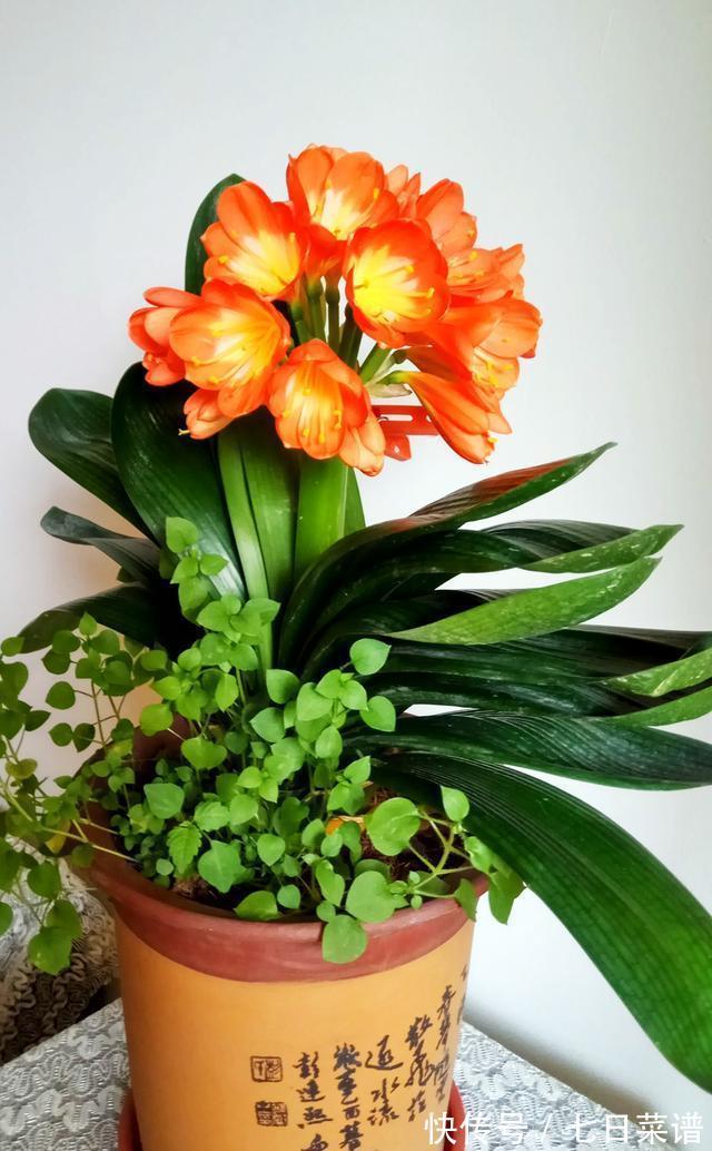 养君子兰不懂“浇水”,等于养不会养,浇前“摸摸土”,才更靠谱