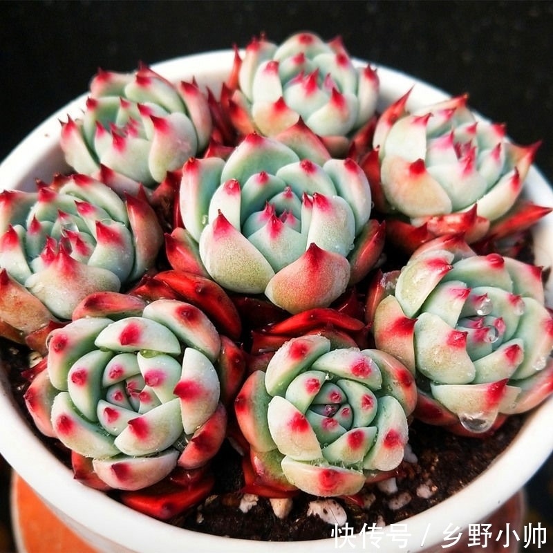 橙梦露|美肉盘点, 越胖越好看的多肉品种,每个人都希望养的肥肥的