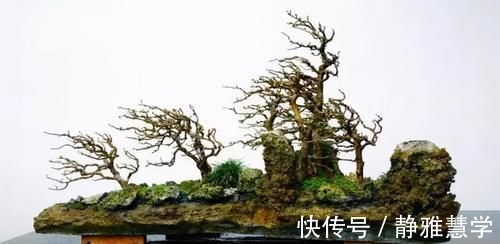 树种|盆景各式各样,叫法各有不同,基础的13种式样,你见过几种