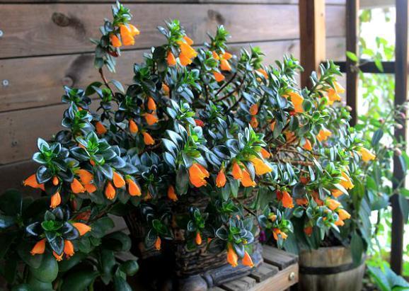 花土|入冬后,怎么养好金鱼花注意前4点就能叶片油绿、花开满盆