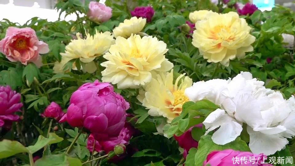 牡丹花 菏泽牡丹绽放花博园，色系多品类全风姿卓然