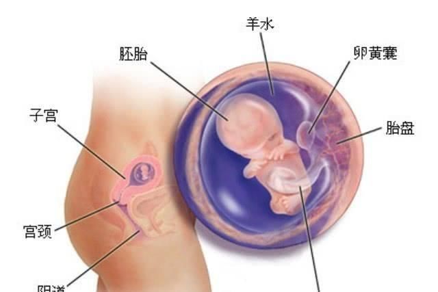 怀孕|你知道吗?怀孕过了这周,腹中的宝宝才能真正称作是一个胎儿