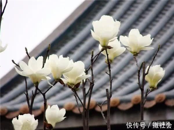 院子里种树有大讲究,这些树寓意好,可提升庭院灵气