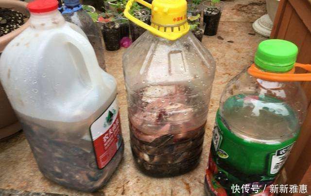 君子兰不开花拿它一浇,花箭嗖嗖蹿,一盆就开几十朵