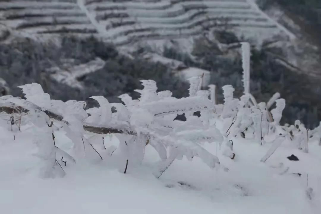 雾凇|绝了！天台冬季美景，宛如冰雪世界！一天看8小时都不够!