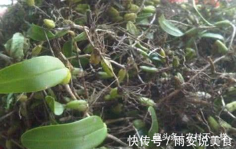 城里人|农村最好吃的5种野果,吃过4种的是农村人