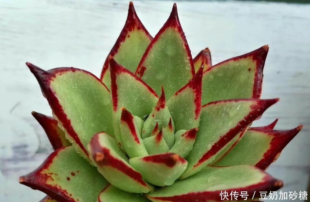 徒长|这些多肉夏天可以不遮阳,因为不容易晒伤,但遮阳很容易徒长