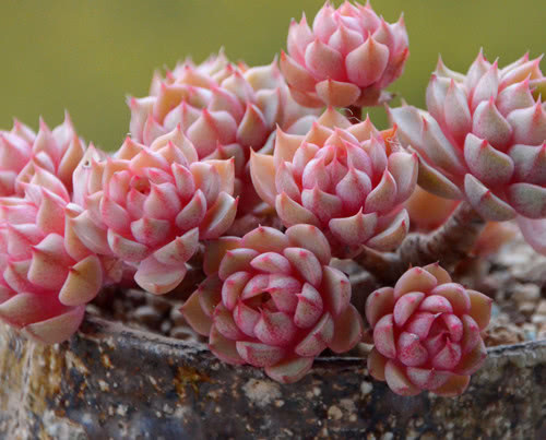 多肉苯巴蒂斯怎么养教你3个小妙招,养出清新多彩的苯巴蒂斯