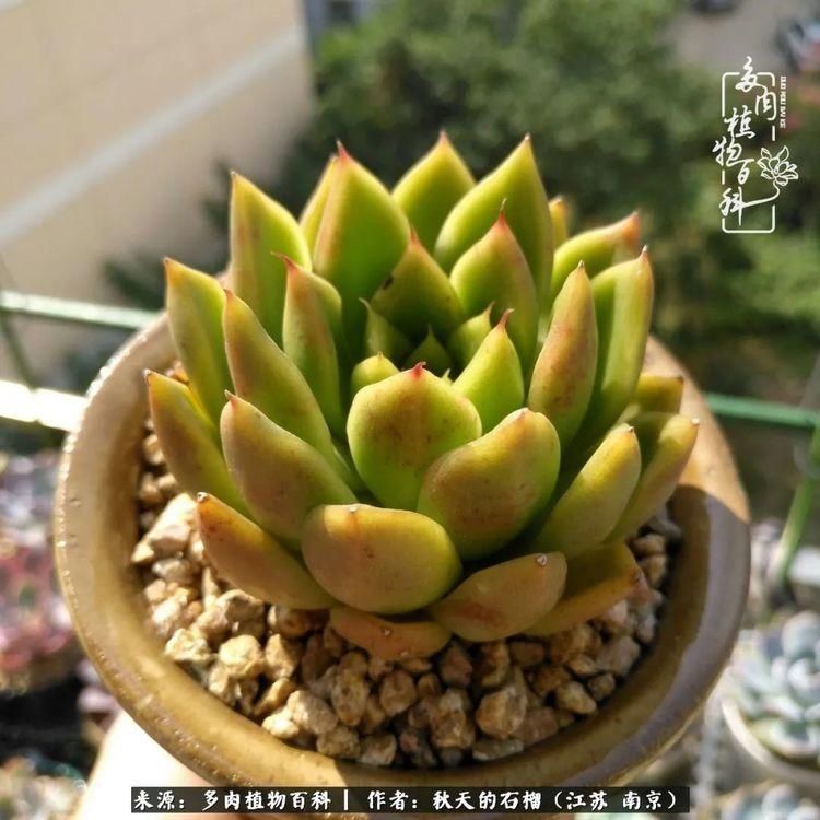 渡劫归来的肉肉,谁是谁的前世,谁又成了谁的今生