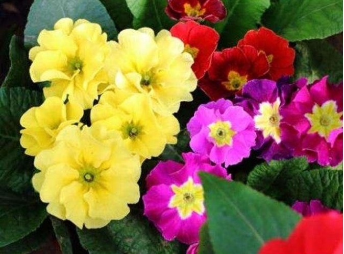 家里就养3种花,漂亮花期长,花香飘满屋,开花繁盛,很喜庆