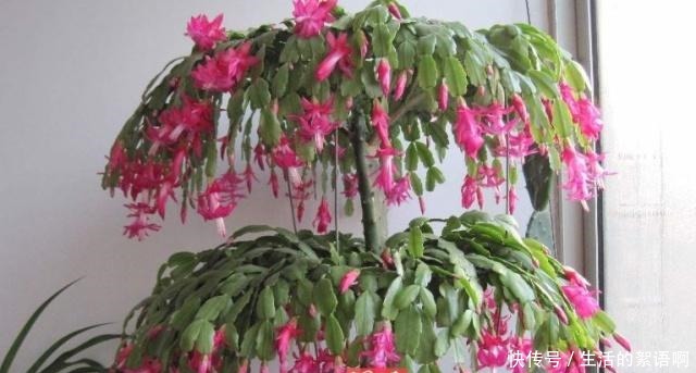 蟹爪兰想要“2次”开花,离不开这个“白粉末”,撒一点,就开花!