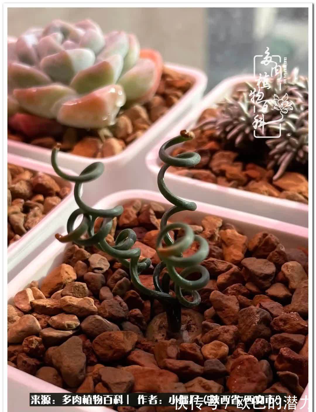 从景天到水泡和肉锥,那些年阳台种植多肉的历程!