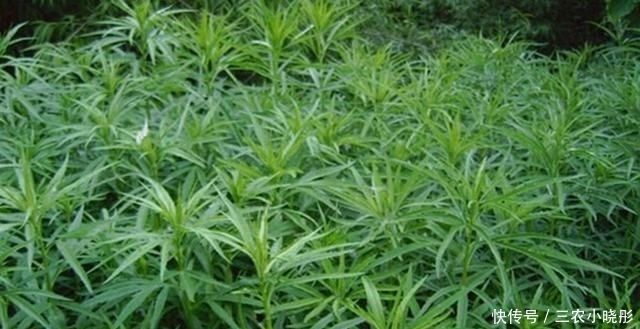 常见|农村常见野草酷似艾草,其实算万能药材,做饺子也是一绝