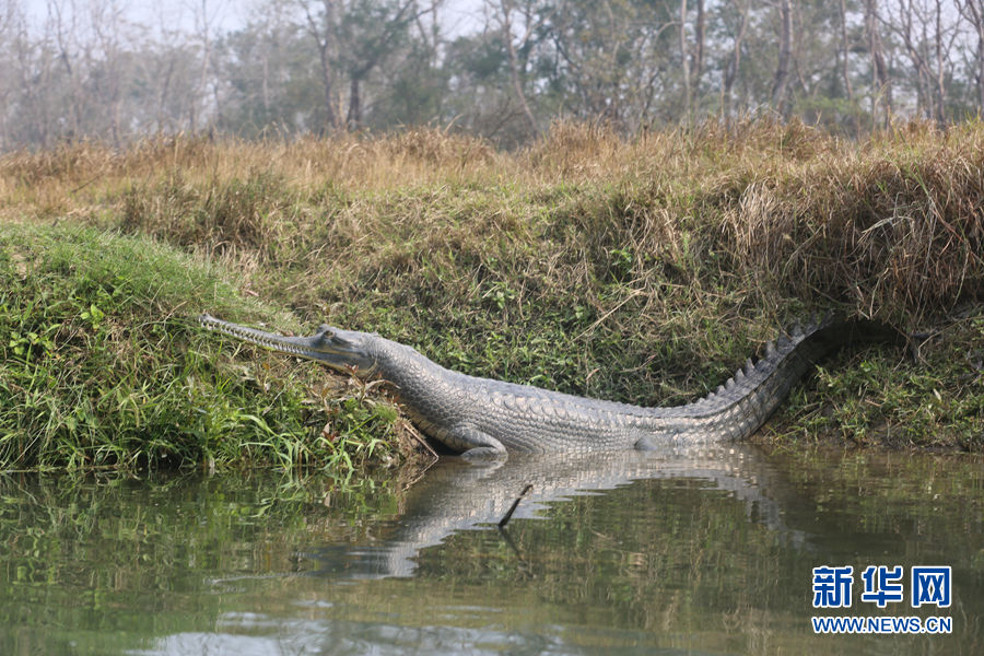 畅游尼泊尔奇特旺的拉菩提河