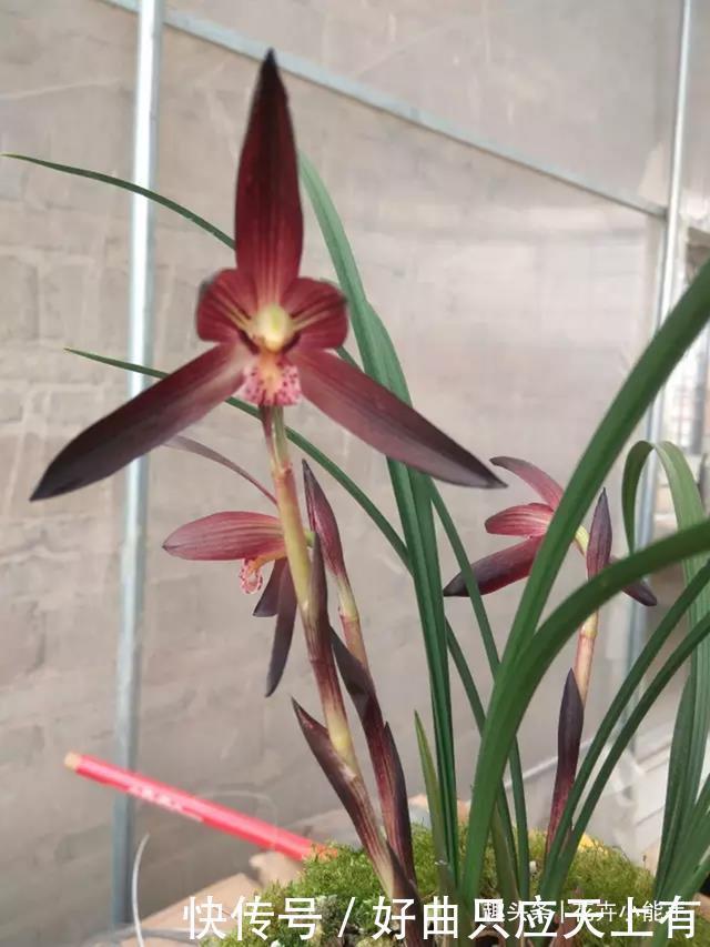 此兰花,拥有“顶级”花色,也有扑鼻的香味,被誉为红素二姐妹