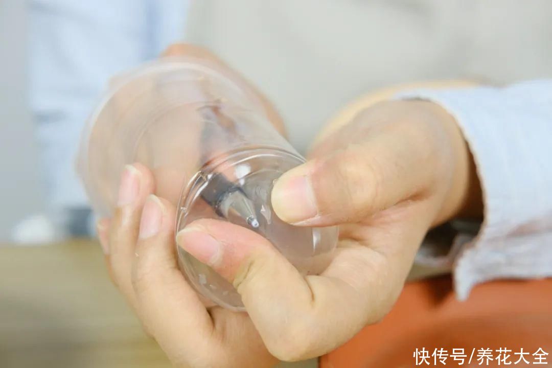 生根|6种花夏天扦插，枝条剁8段、撒土里，3岁小孩都能插活