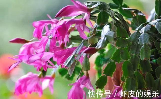 冬天蟹爪兰疯长很简单,注意这3点,整个冬季嗖嗖开花