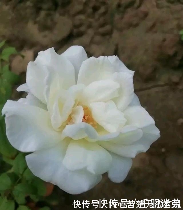 婆婆养月季只选一种，好养抗性强，关键“爱”开花，比养欧月实在