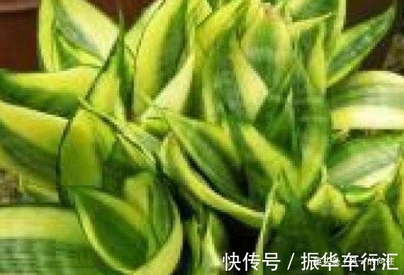 家里放这3种花,味道清新还能除甲醛吸异味,天天呼吸新鲜空气