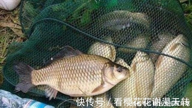 渔具|这鲫鱼饵我连用了三十年,渔具店老板都夸夸其谈,试过的人不一般