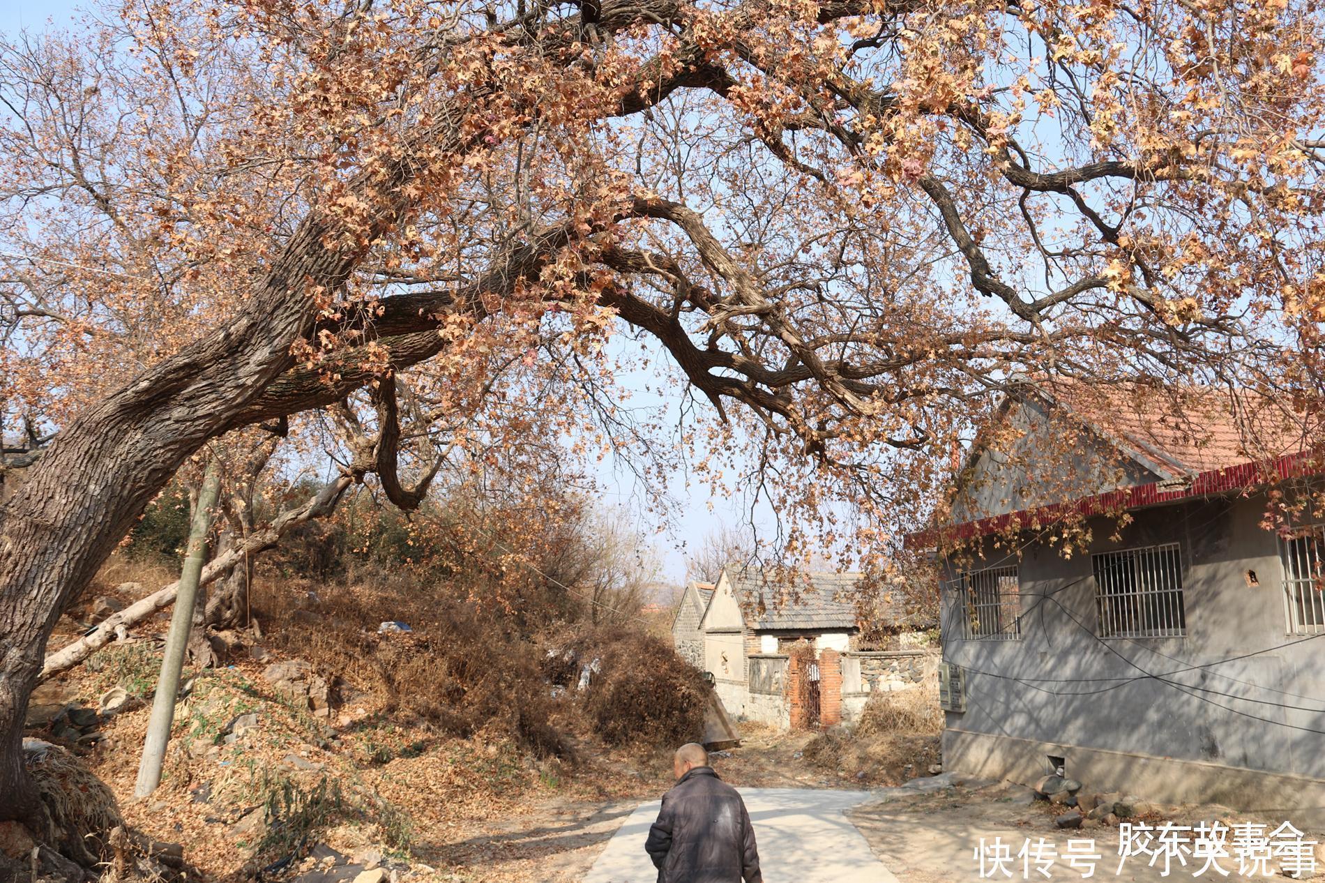 数百年历史的槭树林,见证了“步姓”人在莱阳的繁衍