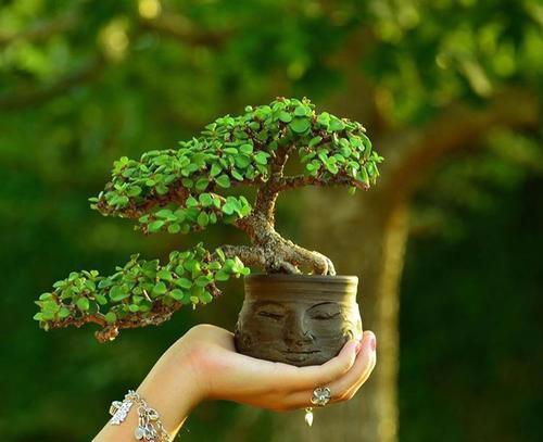 3种高颜值的肉质植物,养成盆景美极了,内附养护技巧