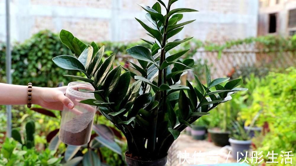 适合过年栽种的4种植株,象征着招财吉祥,好看又好养年味足