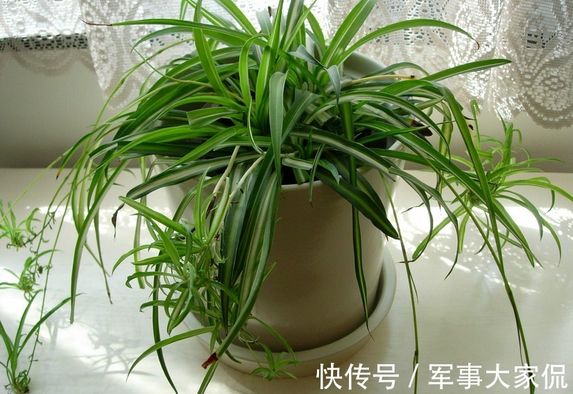 亮点|家庭养吊兰，照顾到此3点，普通绿植秒变家居“亮点”