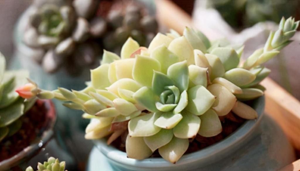 天气|如果天气突然降温。多肉怎么办？南北方法不同，大家可别搞混了