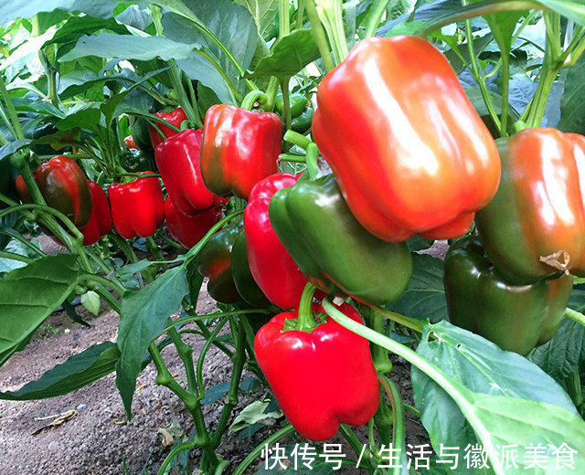 苦瓜这样吃,营养又健康,分享三种苦瓜的做法