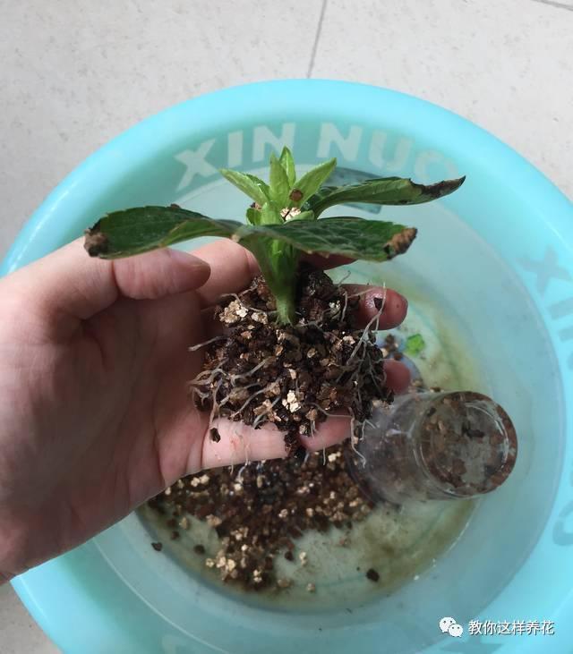 养花技巧学会这种扦插法，插什么活什么，太简单了！