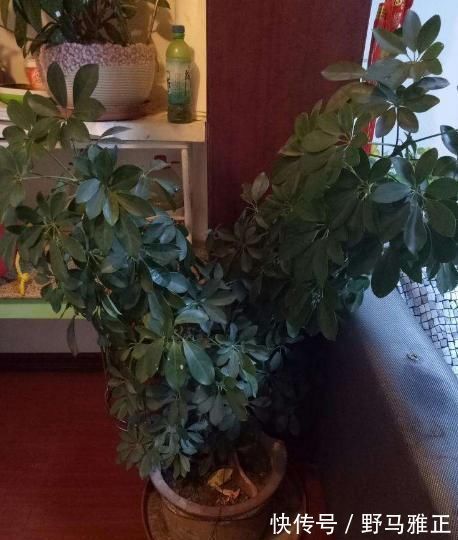 这“4种”绿植,最能吸甲醛、二手烟,家里养一盆,健康更长寿!
