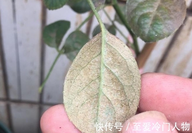 月季红蜘蛛爆发期,这套防治攻略请收好