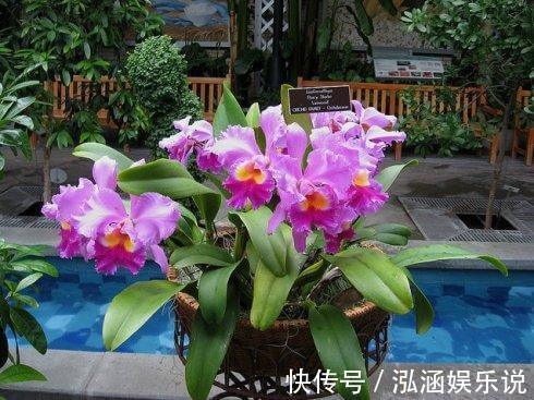 养花|养花老“生病”,巧用2个技能,不怕黄叶烂根,反而长爆盆!