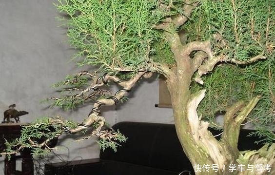 技巧|玩盆景,蟠扎应该怎么做才能造型快速获得原来还有如此3个技巧!