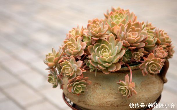 想要养好多肉,不要盲目“做傻事”,新手要避免掉,就能少踩坑