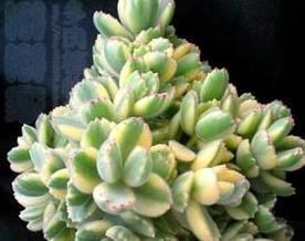 顺利|养多肉植物一个小技巧,长得壮状态好,而且还能顺利开花