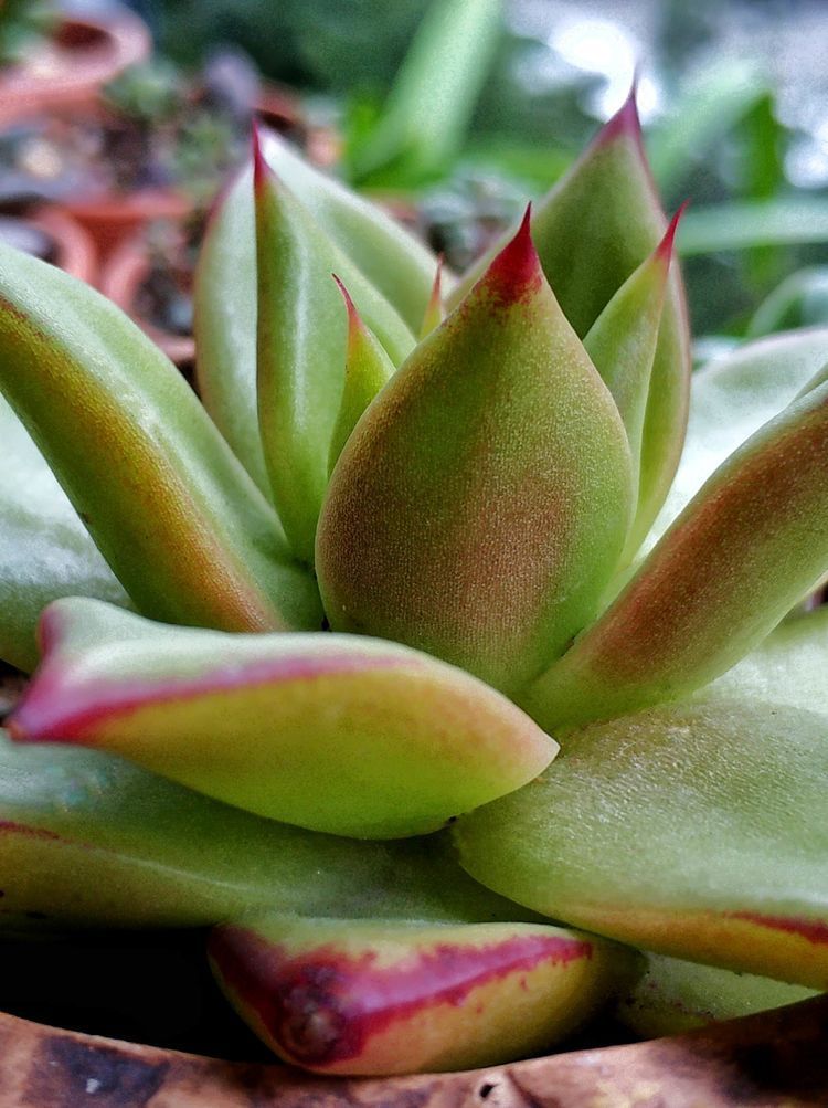 成长|与多肉一起走过的日子，见证多肉的成长过程！