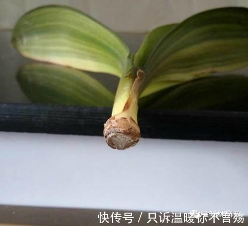 养花技巧:根都烂完了的君子兰,我捡回家,半年后开花了!