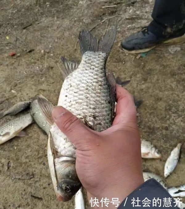 钓位|本味三兄弟,助我擒板鲫!